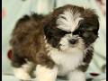 Shih Tzu dogs for sale: Charlie - Video 1