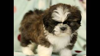 Video preview image #1 Shih Tzu Puppy For Sale in BIRD IN HAND, PA, USA