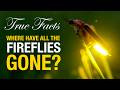 True Facts Where Have All The Fireflies Gone