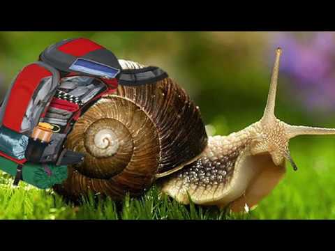 L'excursió dels cargols