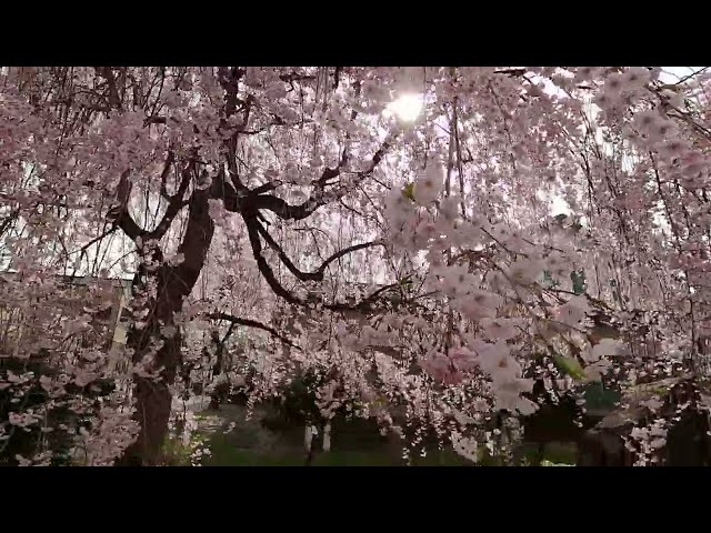 2024 [Kakunodate Cherry Blossoms] Blooming Status April 20th