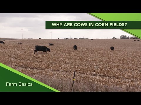 Farm Basics #1123 Why are cows in corn fields?  (Air Date 8-13-19)