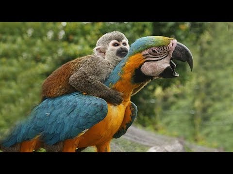 FUNNY PARROTS || Funny BIRD Videos Compilation