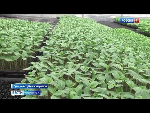 В Волгоградской области Управлением Россельхознадзора проведен контроль импортной рассады в тепличном комплексе