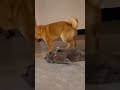 Lemme sit on your face! | Face sitting | Cute cat and dog