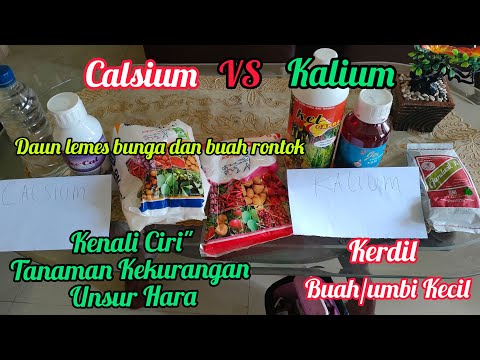 , title : 'Pupuk Kalium VS Calsium,Fungsi Manfaat Buat Semua Jenis Tanaman-Pupuk K Dan Pupuk Ca.'