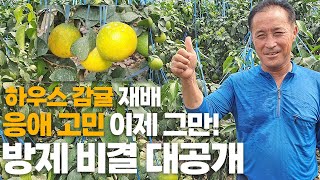 하우스 감귤 응애 고민 이 영상 하나로 해결하세요! 효과만점 감귤 병해충 방제법