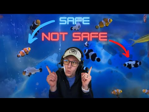 Clownfish Species Compatibility Guide  - Clownfish Types and How They Interact