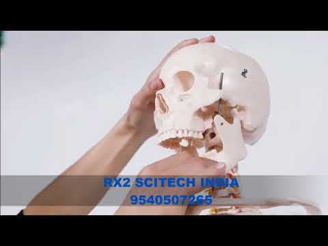 85 Cm Male Human Skeleton