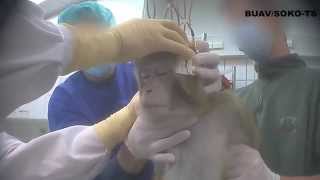 ✦SHOCKING UNDERCOVER INVESTIGATION IN A LAB IN GERMANY✦