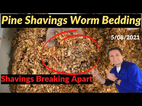 Pine Shavings Worm Bin Material Breaking Down! 5/08/2021