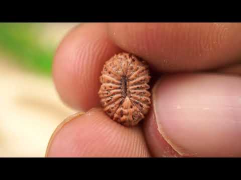 Rudraksha Product Image