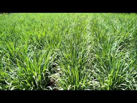 Lemongrass Cultivation Distillation Training