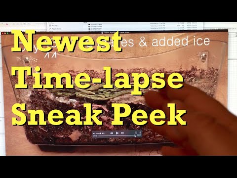 Sneak peek of in-progress ENC time-lapse at day 77 - worm farm vermicomposting