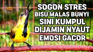 Download lagu Hitungan detik gacor‼️ Pancingan sogon agar emosi mau bunyi mp3 Download lagu Hitungan detik gacor‼️ Pancingan sogon agar emosi mau bunyi mp3
