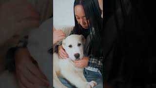 ¿Por qué SUSPIRAN los PERROS problemas de salud 05 #shorts #perros