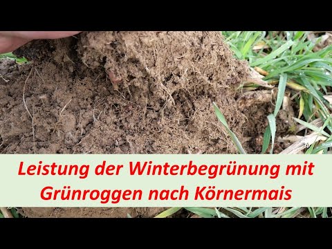 Grünroggen nach Körnermais / MRZ 2023