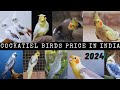 Cockatiel birds price in India|Cockatiel birds price 2024|All types of Cockatiel birds #birdsnature