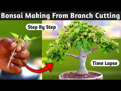 Bonsai Making From Branch Cutting