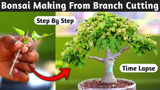 Download lagu Bonsai Making From Branch Cutting mp3 Download lagu Bonsai Making From Branch Cutting mp3