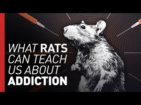 How the flawed Rat Park experiment launched the drug war