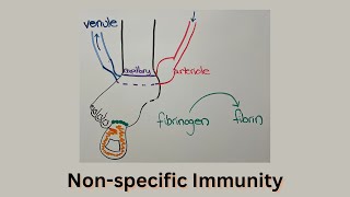 Innate Immunity