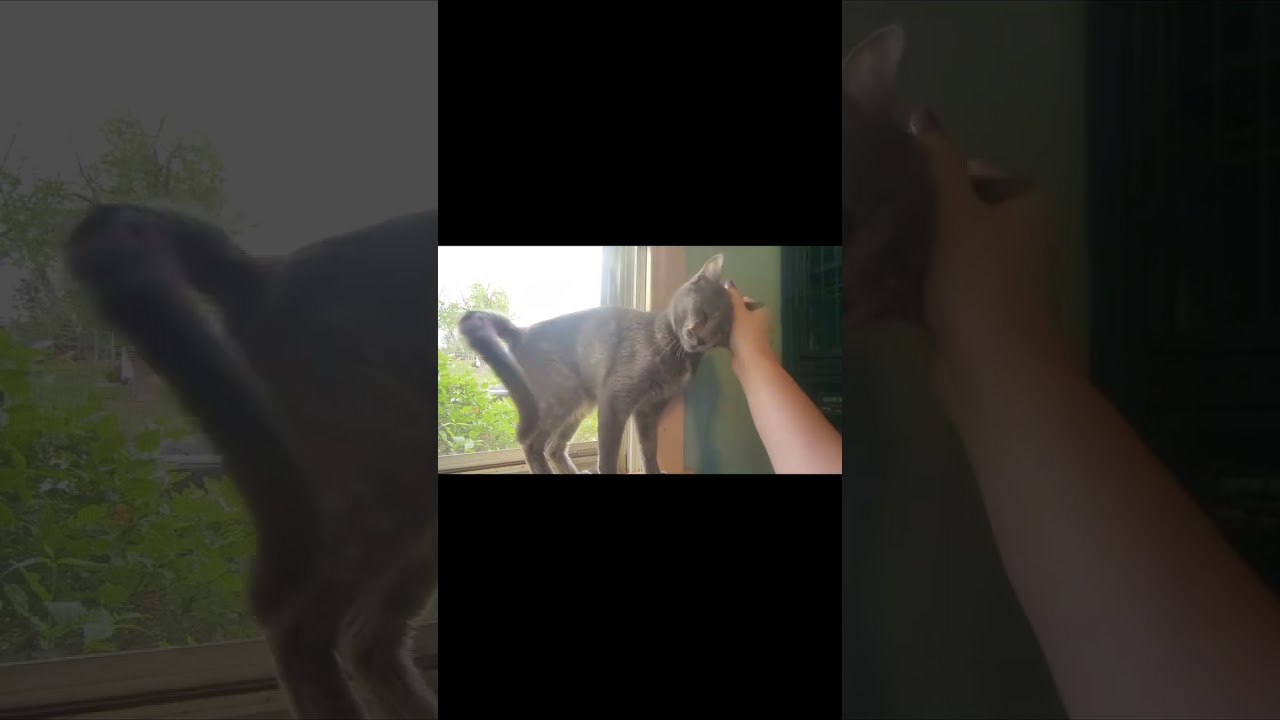 Braeburn, a Adoptable Domestic Short Hair in Columbia, MO video 5/5
