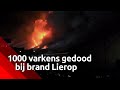 Duizend varkens overleden bij grote brand in stal in Lierop