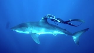 GoPro: Ocean Ramsey and a Great White Shark