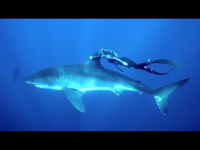 GoPro: Ocean Ramsey and a Great White Shark