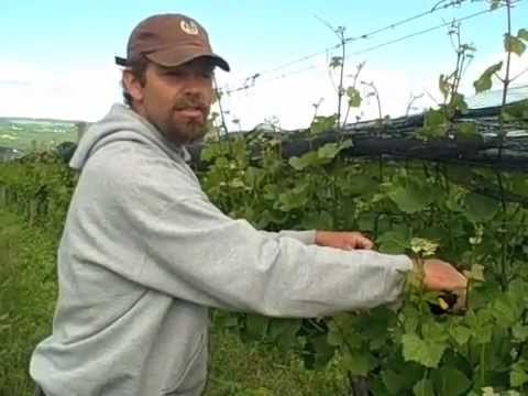 Shoot Thinning and The Scott Henry Trellis System