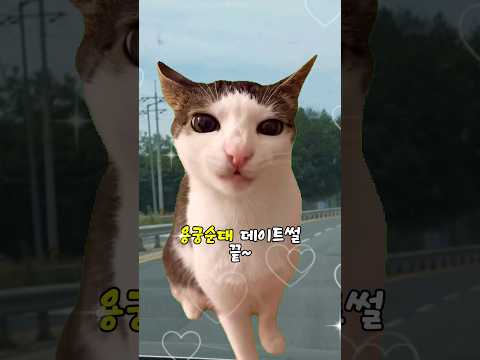 [예천용궁순대축제] 순대는 냥이도 춤추게 한다 #shorts