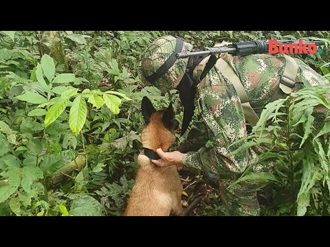 La historia real de Wilson, el perro desaparecido en la selva de Colombia