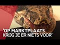 Boa constrictor gedumpt in vuilcontainer