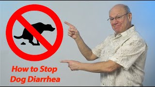 How to Stop Dog Diarrhea