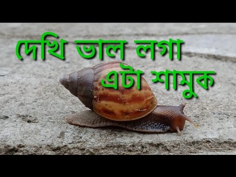 khamukh video//samin choudhury #viral #video #viralvideo #tending #viralvideos