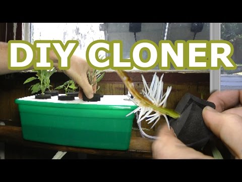 Video: Homemade Hydroponic Cloner