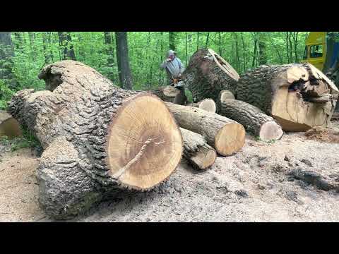 Big Oak Tree 🌳 Chainsaw Stihl MS361 vs Stihl MS462 C-M