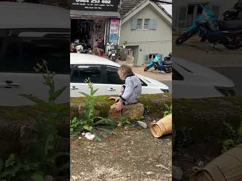 monkey Max watches the street#monkey #funnyanimal #Short