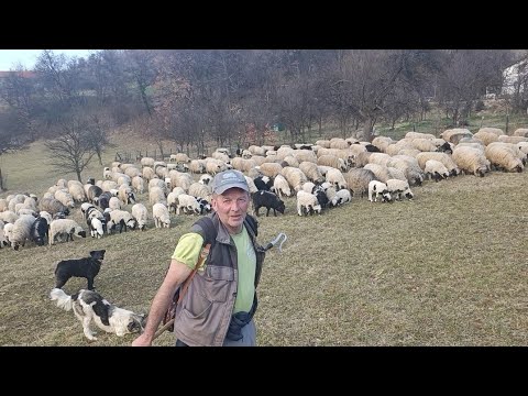 JA SAM ČUVO OVCE KAO DJETE MRZIO SAM IH DO BOLA SVA SE DJECA IGRAJU TI MORAŠ OVCAMA