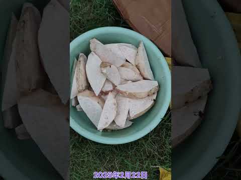 On peut espérer que, lorsqu'ils seront les maîtres du monde, les insectes se souviendront....