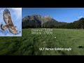 Golden Eagle Attacks Long Range FPV Drone