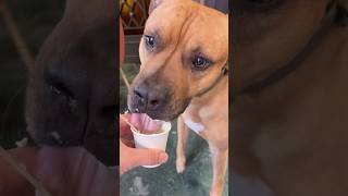 Breakfast date with my pit bull. 愛犬ピットブルと朝食デート. #italy #pitbull #rome #cafe gourme #gourmetdogs