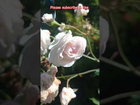 beautiful white rose #shots #flowers #like #nature #love #flower types