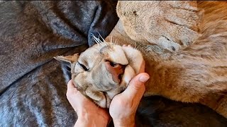 Месси ищет где спрятаться от Саши чтобы его перестали тискать! Кот взбунтова