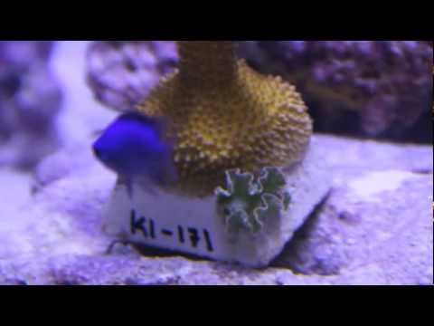 download lagu mp3 mp4 Sea Lettuce For Sale, download lagu Sea Lettuce For Sale gratis, unduh video klip Sea Lettuce For Sale