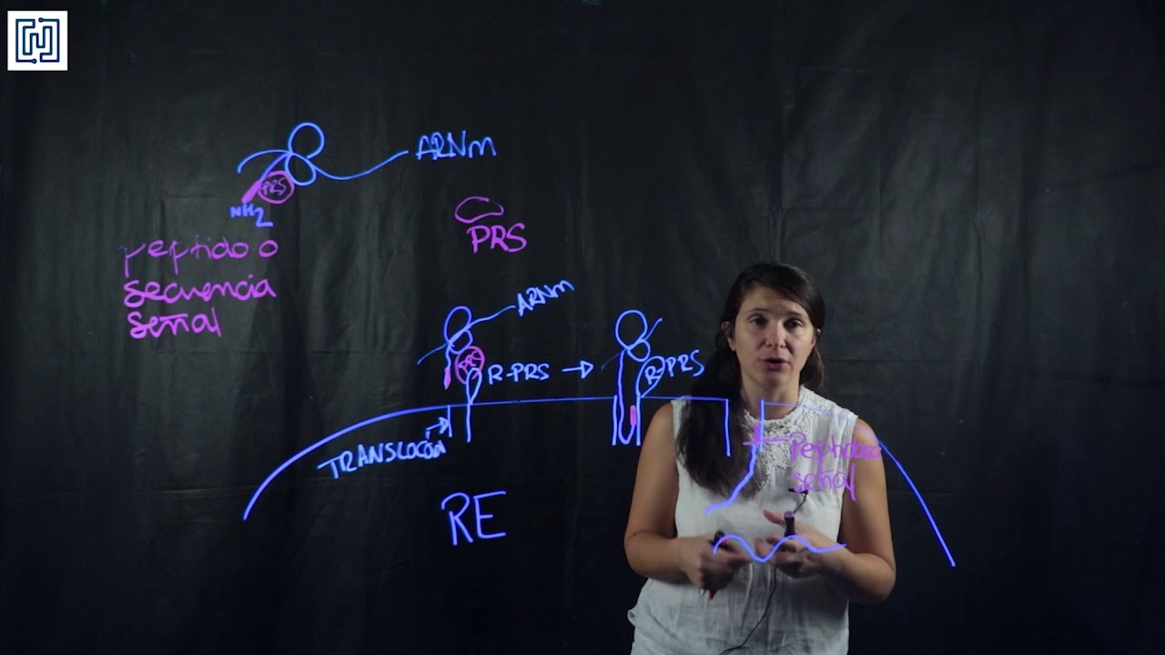 Proceso de translocación de proteínas al retículo endoplasmático