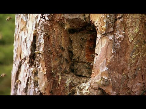 Imkern wie im Mittelalter (2019) Zeidlerei