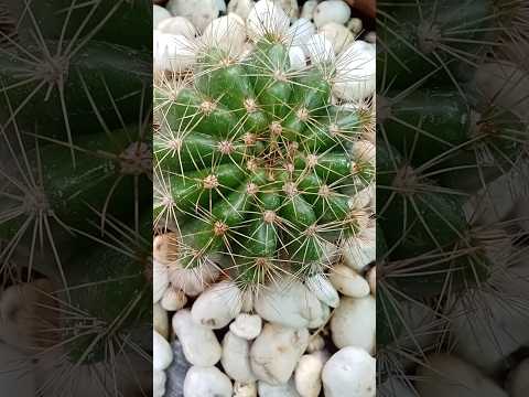 Patuloy natin tuklasin ang mahika ng kagandahan ng kalikasan @kapobreko08