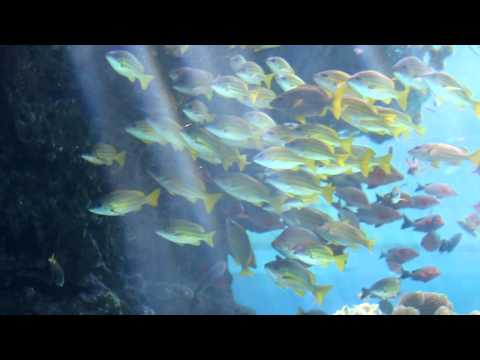 Okinawa Churaumi Aquarium - The Sea of Tropical Fish | 沖縄美ら海水族館 - 熱帯魚の海
